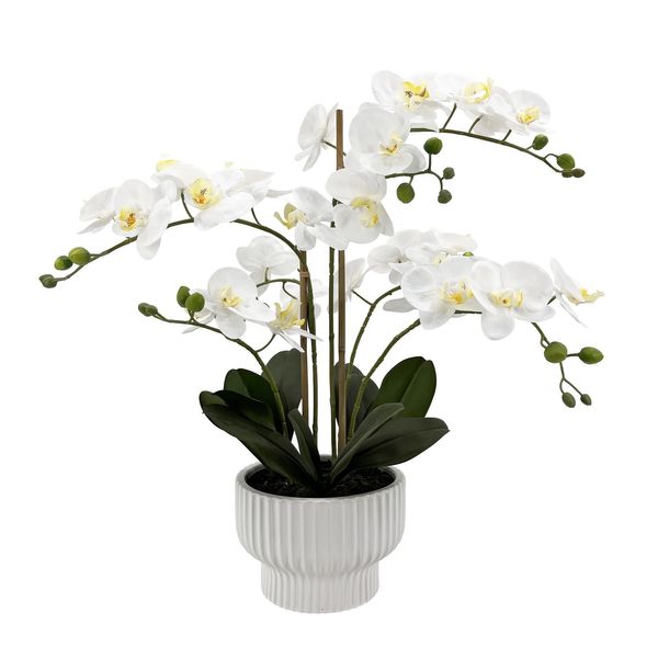 Potted White Orchid x 5 Stems in a Ceramic Pot - 63cm
