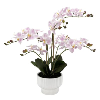 Potted Light Pink Orchid x 5 Stems in a Ceramic Pot - 63cm