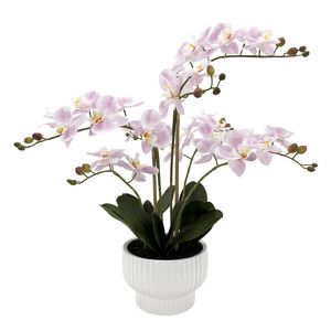 Potted Light Pink Orchid x 5 Stems in a Ceramic Pot - 63cm