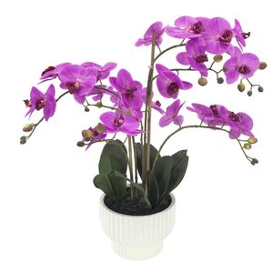 Potted Fuchsia Orchid x 5 Stems in a Ceramic Pot - 63cm