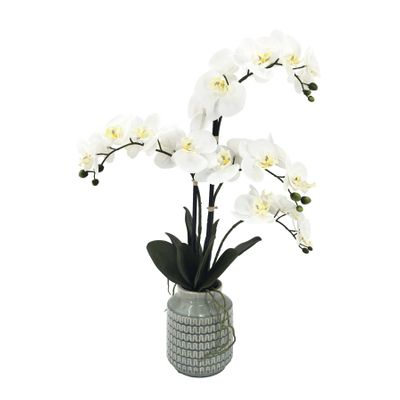 Potted White Orchid x 4 Stems in a Wavy Line Ceramic Pot - 66cm
