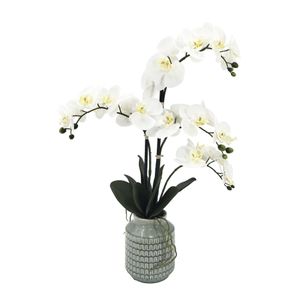 Potted White Orchid x 4 Stems in a Wavy Line Ceramic Pot - 66cm