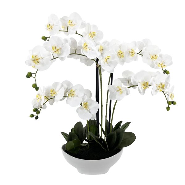 Potted White Orchid x 5 Stems in a Ceramic Dish - 72cm