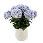 Potted Lilac Hydrangea x 15 Stems in a Ceramic Pot - 71cm