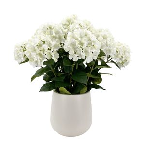 Potted White Hydrangea x 15 Stems in a Ceramic Pot - 71cm