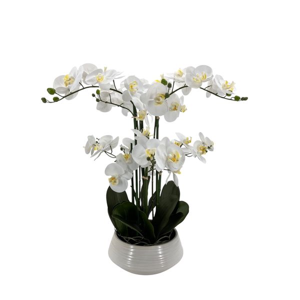 Potted White Orchid x 6 Stems in a Ceramic Pot - 64cm