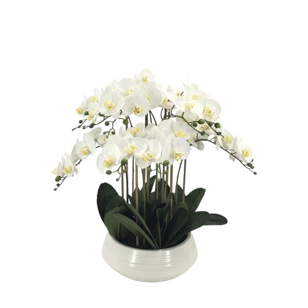 Potted White Orchid x 9 Stems in a Ceramic Bowl - 70cm