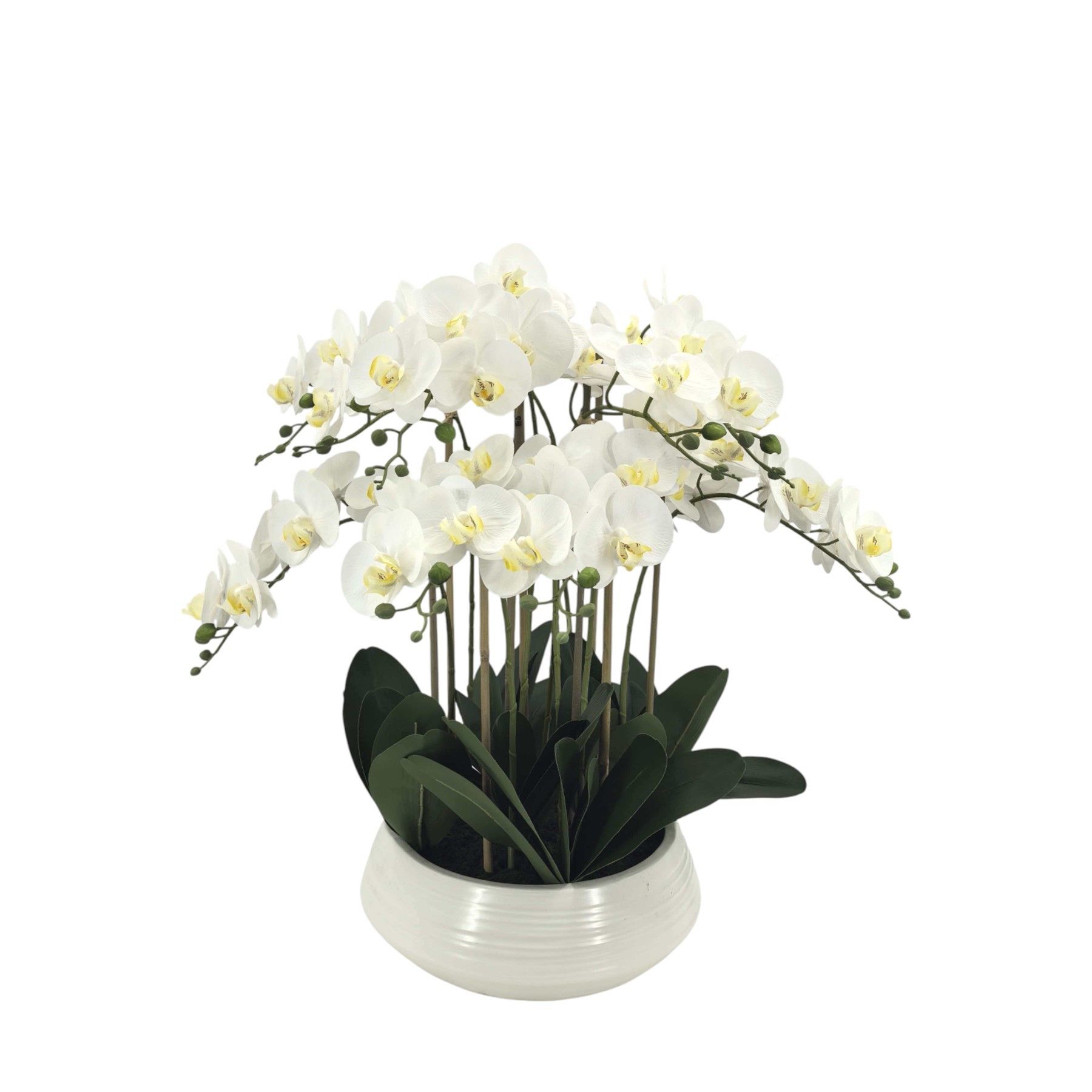 Potted White Orchid x 9 Stems in a Ceramic Bowl - 70cm