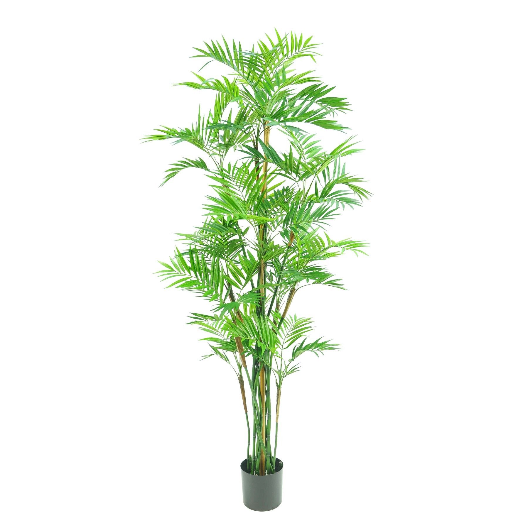 Parlour Palm Tree Potted  - Green - 6Ft