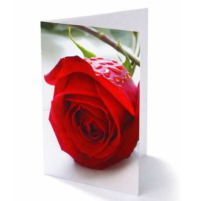 Folding - Red Rose - Packs of 25
