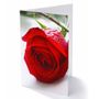 Folding - Red Rose - Packs of 25