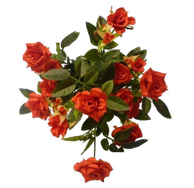 Diamond Rose Bush Red