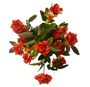 Diamond Rose Bush Red