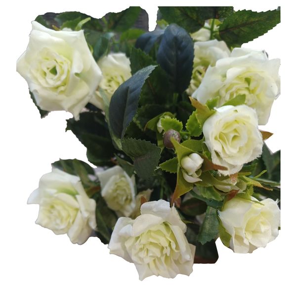 Diamond Rose Bush Cream/Green