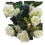 Diamond Rose Bush Cream/Green