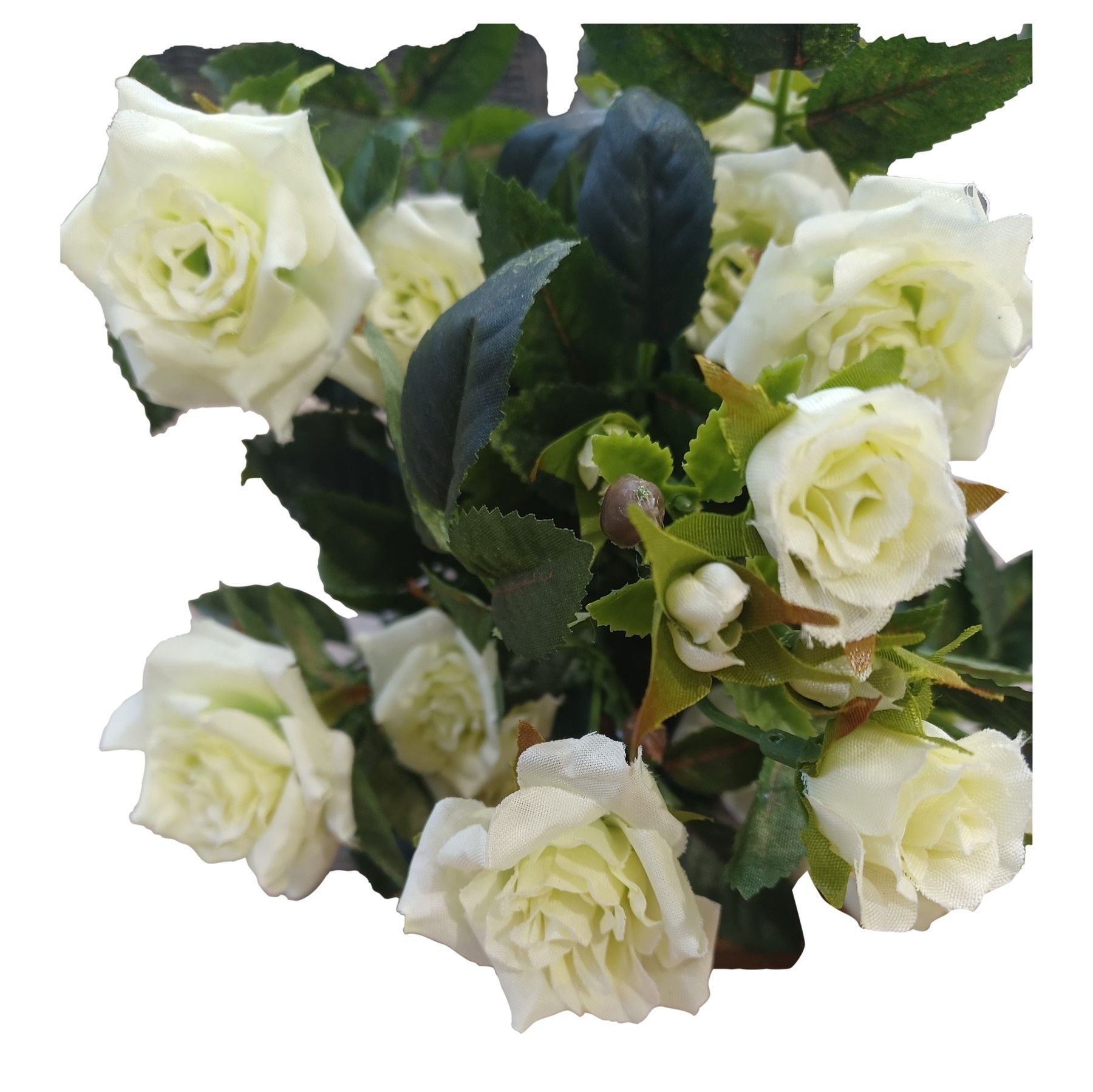 Diamond Rose Bush Cream/Green