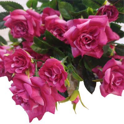 Diamond Rose Bush Pink