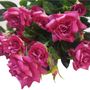 Diamond Rose Bush Pink