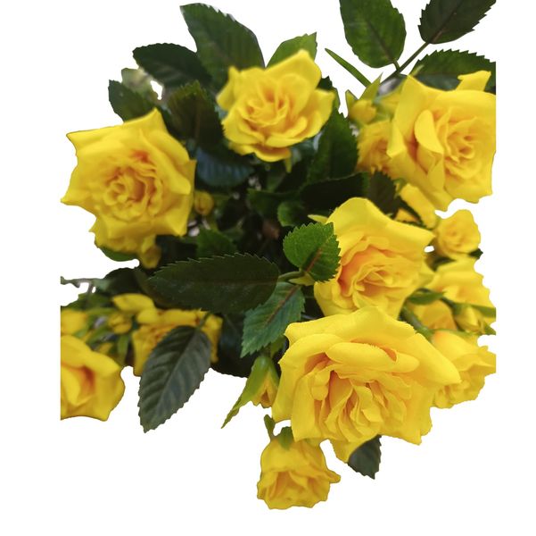 Diamond Rose Bush Dk. Yellow