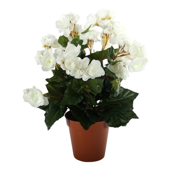 Begonia Bush  Cream