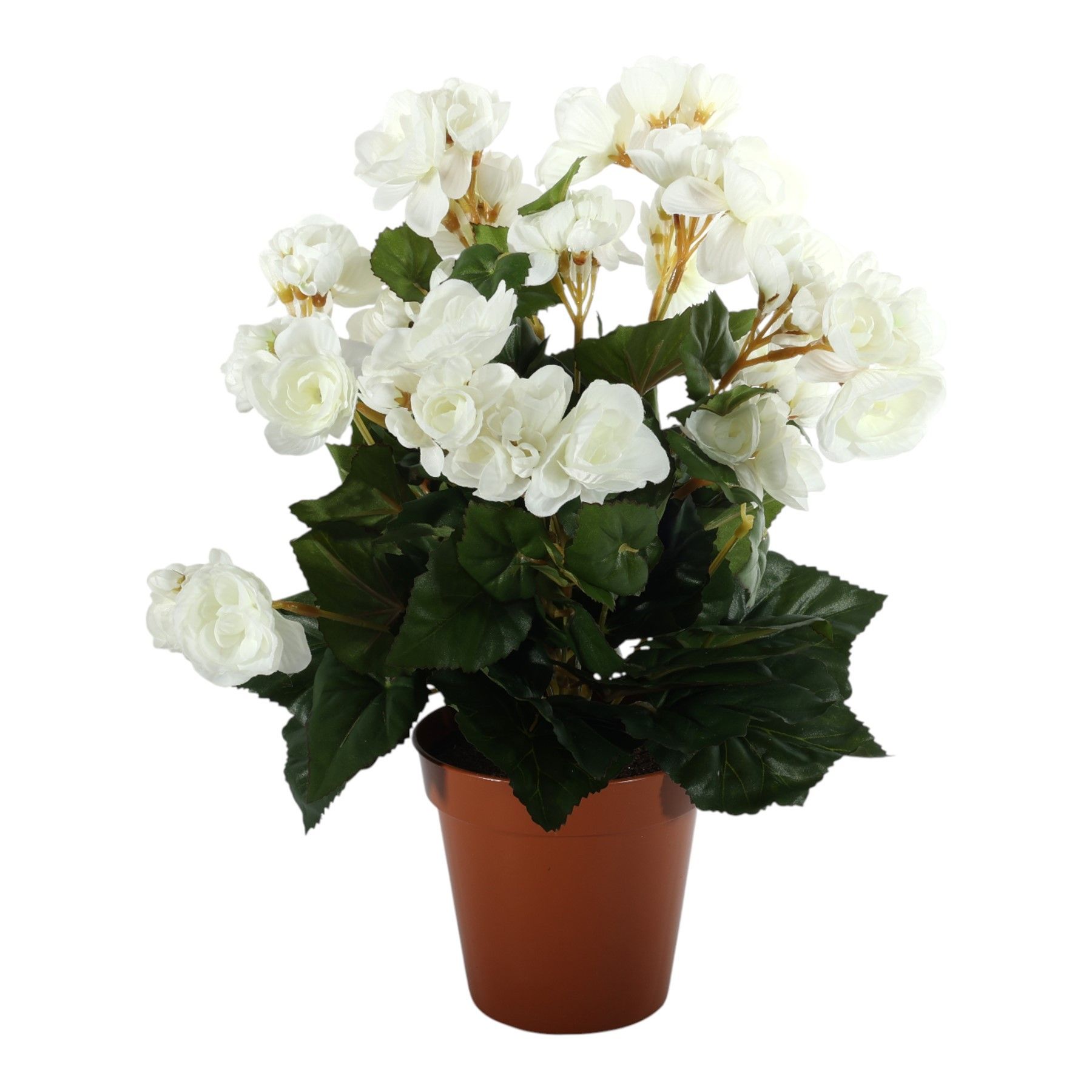 Begonia Bush  Cream