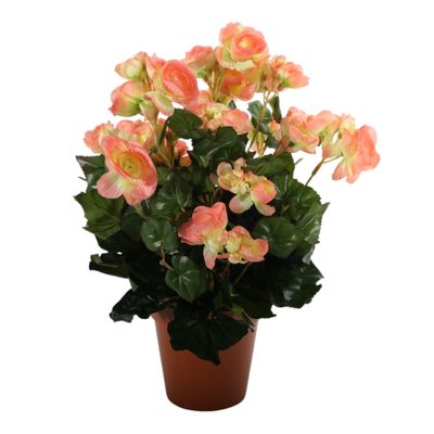 Begonia Bush Lt. Peach
