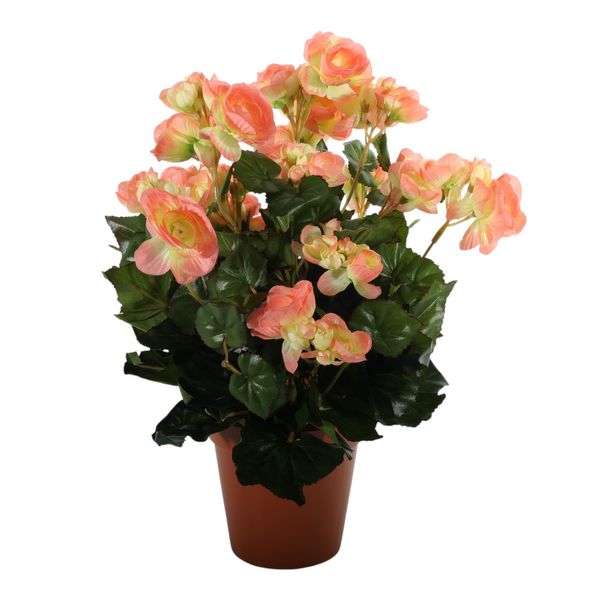 Begonia Bush Lt. Peach