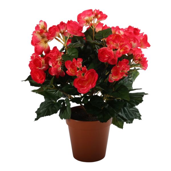 Begonia Bush Hot. Pink