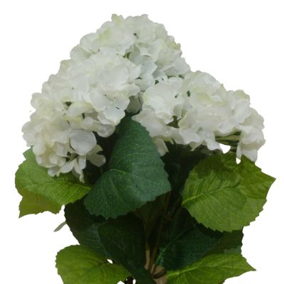 Hydrangea Bush Cream