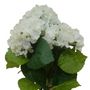 Hydrangea Bush Cream