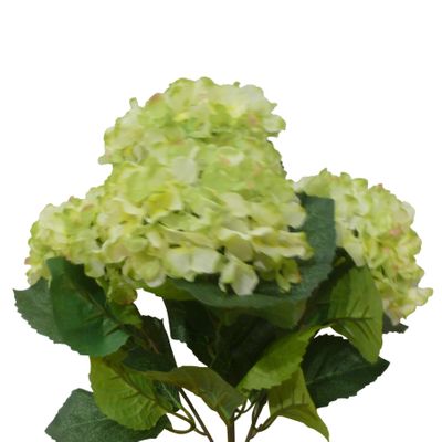 Hydrangea Bush Green