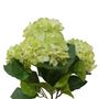 Hydrangea Bush Green