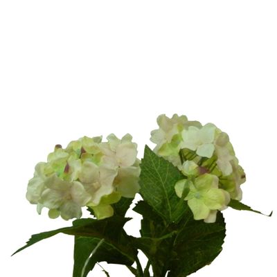 Hydrangea Bush Pink
