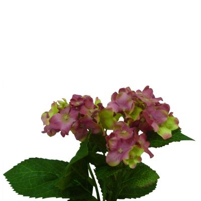 Hydrangea Bush Hot Pink