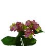 Hydrangea Bush Hot Pink