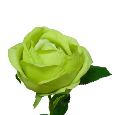 63cm Rose Lime
