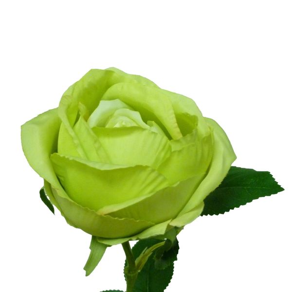 63cm Rose Lime