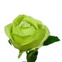 63cm Rose Lime