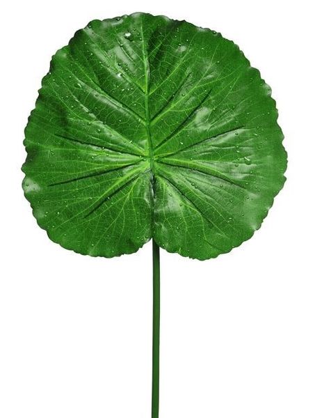Raindrop Lotus Leaf
