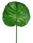 Raindrop Lotus Leaf