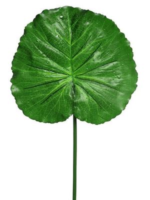 Raindrop Lotus Leaf