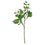Single Hedera - 54cm