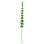 Bell Of Ireland Spray - 102cm