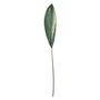 Aspidistra Spray - 130cm