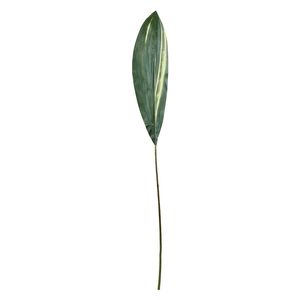Aspidistra Spray - 130cm