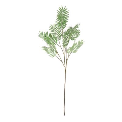 Chamaedorea Spray - 160cm