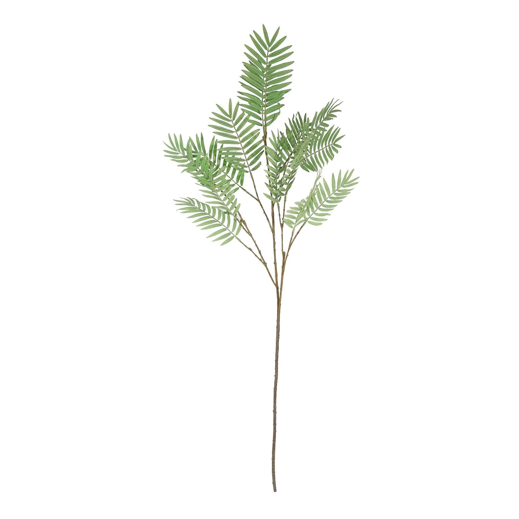 Chamaedorea Spray - 160cm