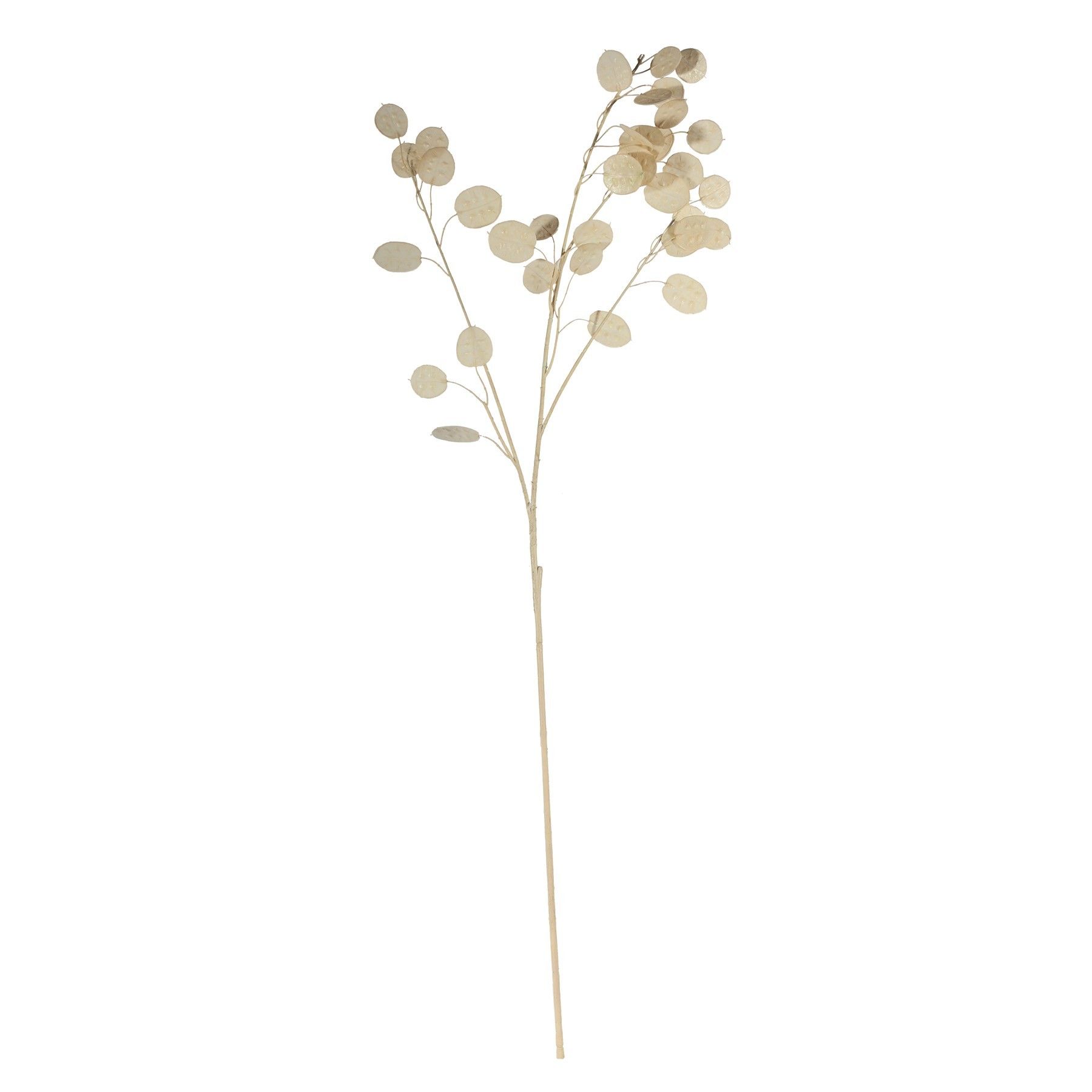 Silver Dollar - 105cm