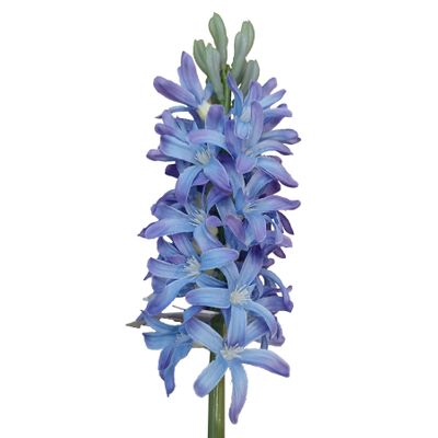 41.5cm Hyacinth Blue