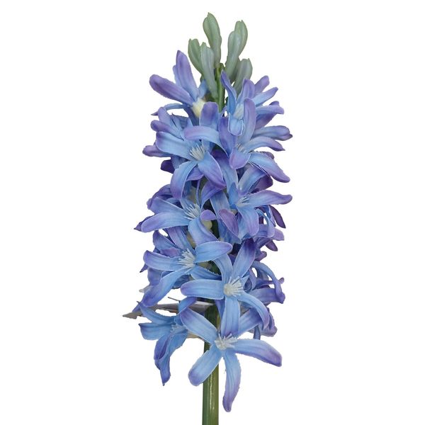 41.5cm Hyacinth Blue